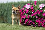 BOULEDOGUE FRANCAIS 661